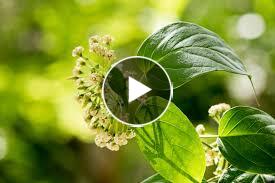 Gymnema Sylvestris — the natural sugar destroyer plant